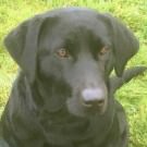 Logo of White House Farm Kennels & Cattery Boarding Kennels And Catteries In Otley, West Yorkshire