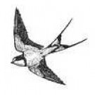 Logo of Swallowdale Holiday Home Holidays - Self Catering Accommodation In Brundall , Norfolk Logo of Swallowdale Holiday Home Holidays - Self Catering Accommodation In Brundall , Norfolk