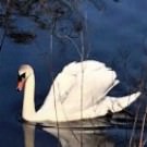 Logo of Peterborough-Counselling