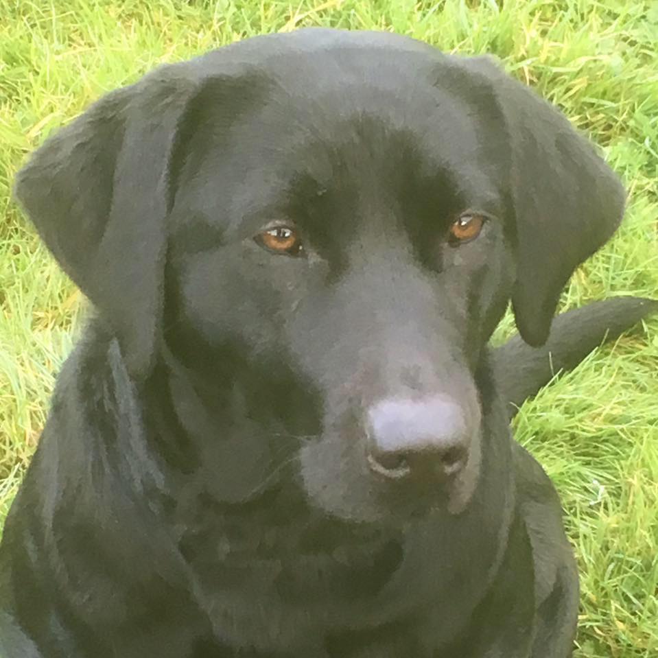 Logo of White House Farm Kennels Cattery