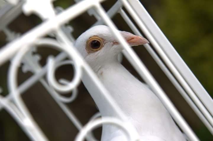 Logo of Wedding Doves Uk Wedding Services In Jarrow, Tyne And Wear