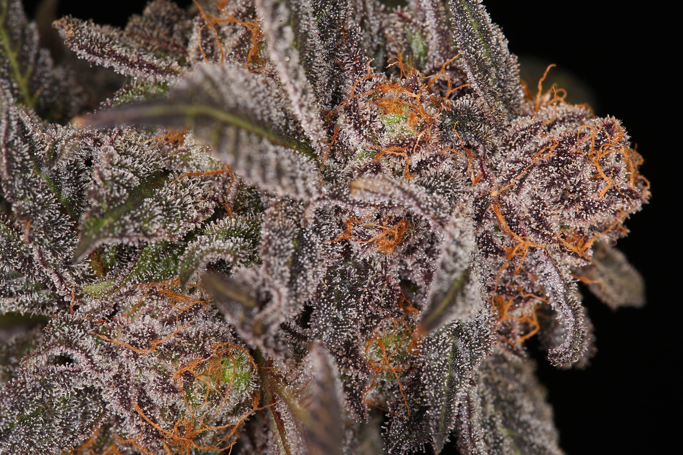 Logo of Weed Republic Abrasive Products - Wholesalers In Torpoint, Canterbury Logo of Weed Republic Abrasive Products - Wholesalers In Torpoint, Canterbury