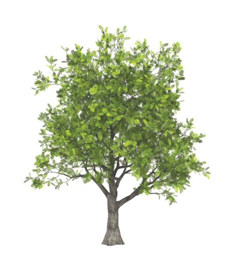 Logo of Ashtree Managment Services Ltd Educational Training Providers In Stowmarket, Suffolk