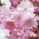 Logo of Lisa Stacey-Kim Reflexologists In Stourbridge, West Midlands