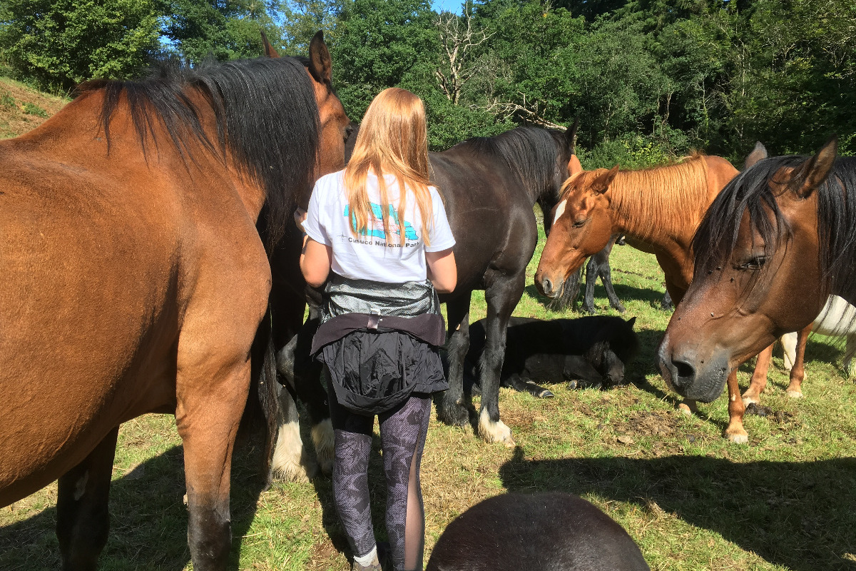 Logo of HopeThruHorses Alternative And Complementary Medicines And Therapies In Ammanford, Dyfed Logo of HopeThruHorses Alternative And Complementary Medicines And Therapies In Ammanford, Dyfed