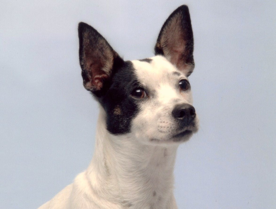 Logo of Canine Potential Dog Training In Witney, Oxfordshire Logo of Canine Potential Dog Training In Witney, Oxfordshire