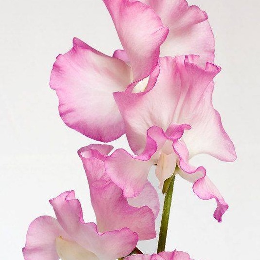 Logo of Sweet Pea Florist Redcar Florists In Redcar, North Yorkshire