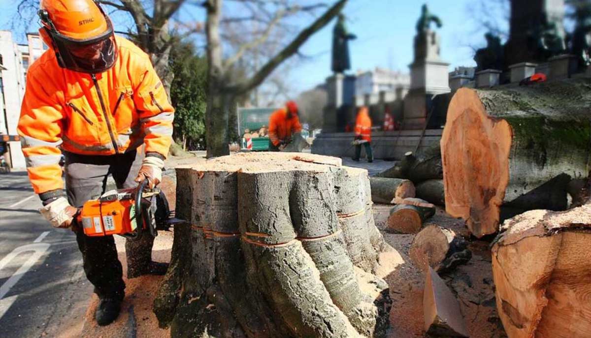 Logo of Oslo TreService - Trefelling Og Trepleie Ekspert